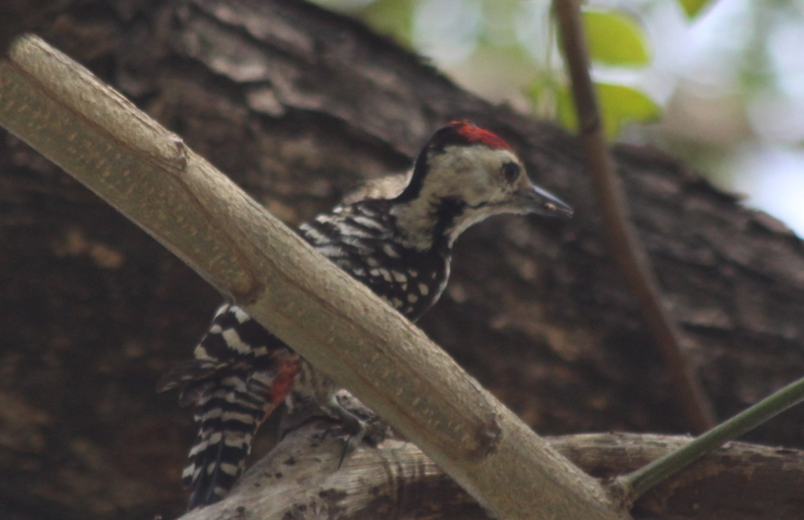 Freckle-breasted Woodpecker (Dendrocopos analis), photo 5