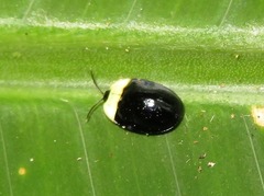 Imatidium thoracicum