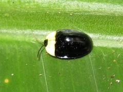 Imatidium thoracicum