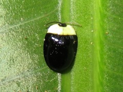 Imatidium thoracicum