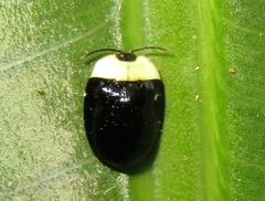 Imatidium thoracicum