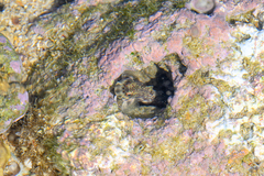 Biliton Blenniella photo 5