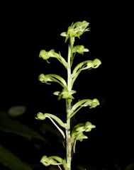 Habenaria furcifera