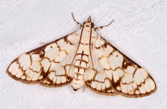 Aphytoceros lucusalis