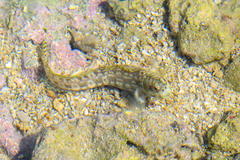 Biliton Blenniella photo 2