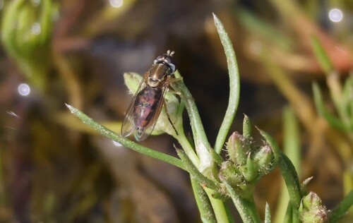 Unknown species found near Moreno Valley, CA, USA