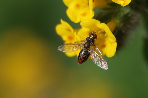 Unknown species found near Moreno Valley, CA, USA
