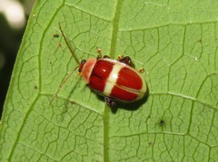 Asphaera discicollis