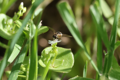 Unknown species found near Moreno Valley, CA, USA