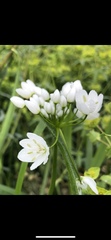 Allium neapolitanum