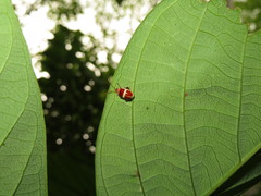 Asphaera discicollis