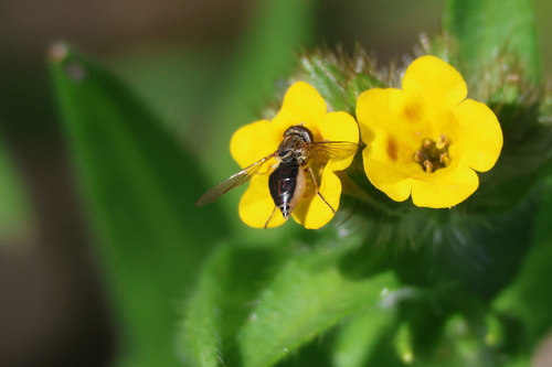 Unknown species found near Moreno Valley, CA, USA
