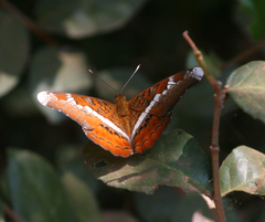 Lebadea martha martha