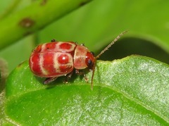 Asphaera meticulosa