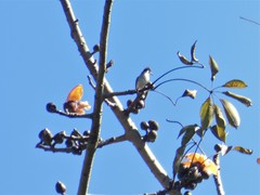 Pycnonotus sinensis hainanus