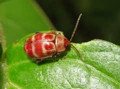 Asphaera meticulosa