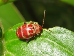 Asphaera meticulosa