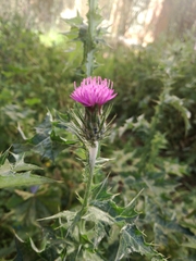 Carduus pycnocephalus
