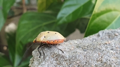 Augocoris