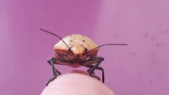 Augocoris