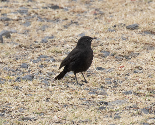 Rüppell's Black Chat (Myrmecocichla melaena), photo 7