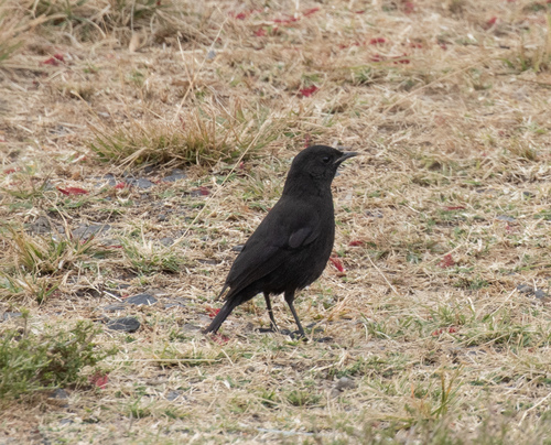 Rüppell's Black Chat (Myrmecocichla melaena), photo 7