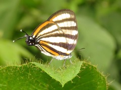 Arawacus separata