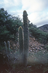 Cleistocactus micropetalus