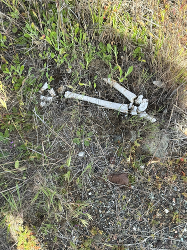 iNaturalist observation photo of Ruminants