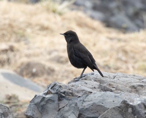 Rüppell's Black Chat (Myrmecocichla melaena), photo 4