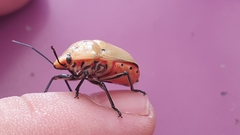 Augocoris