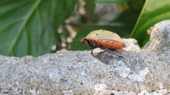Augocoris