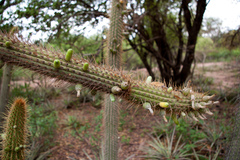 Cleistocactus micropetalus