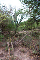 Cleistocactus micropetalus