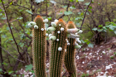 Cleistocactus micropetalus