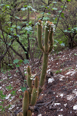 Cleistocactus micropetalus
