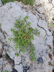 Centipeda aotearoana