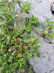 Centipeda aotearoana