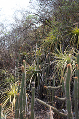 Cleistocactus micropetalus
