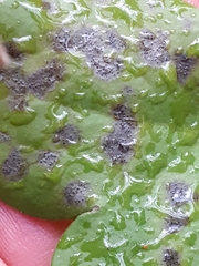 Ascochyta