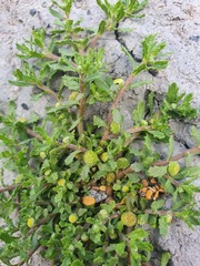 Centipeda aotearoana