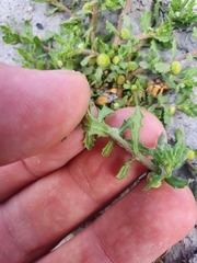 Centipeda aotearoana