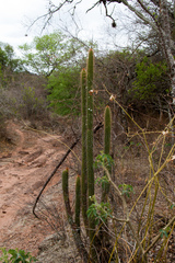 Cleistocactus micropetalus