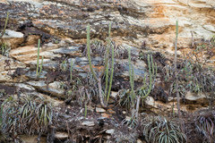Cleistocactus micropetalus