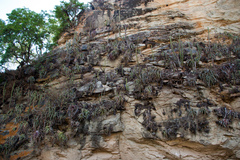 Cleistocactus micropetalus