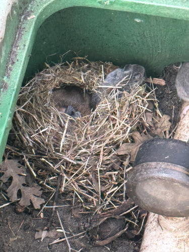 iNaturalist observation photo of Mice, Rats, and Hamsters