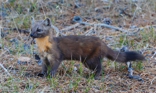 Pacific Marten