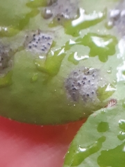 Ascochyta