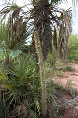 Cleistocactus micropetalus