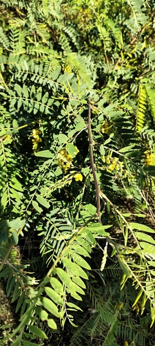 wand riverhemp (Sesbania virgata)